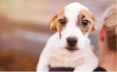 如何改善狗狗常見恐懼？