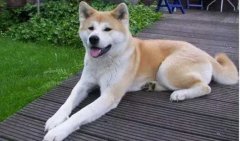 狗狗小知識，您知道多少？