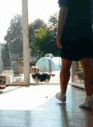 養一只傻狗是一種什么樣的體驗？