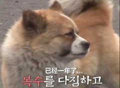 狗子會記仇嗎？