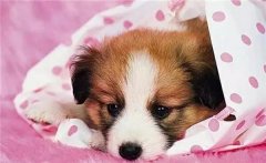 主人在狗狗心中的位置，從它睡覺位置就能看出