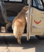 那位網(wǎng)友，你害怕的狗子，其實有這么慫！