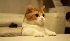 貓這種動物，一旦碰上，就再也戒不了了 華興寵