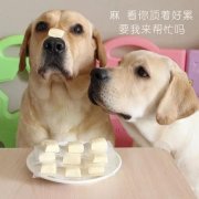 狗狗是否需要補鈣？補鈣應注意什么？ 華興寵物