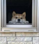 養一只狗是我做過最滿足的決定！