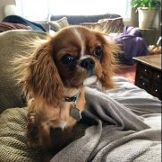 狗狗冬季毛發打結，如何正確洗澡！