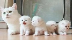 貓咪一生要經(jīng)歷的六個(gè)階段，你家貓?zhí)幱谀膫€(gè)時(shí)期？