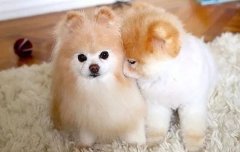 我想養(yǎng)狗，養(yǎng)什么狗，告別單身的狗