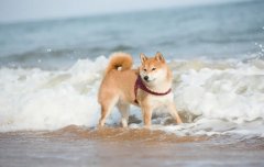夏季遛狗，要避開這四種不良行為，你別不知道