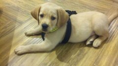 注意！狗狗的這些動作不是撒嬌，而是求助！