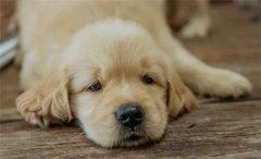 秋天，狗狗需要格外＂謹防＂的幾類疾病