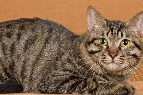 今天我們來盤點一下五種熱門的寵物貓，來看看你家的貓咪上榜了嗎？