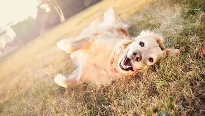 撒嬌狗狗最好命！狗界撒嬌狂，養(yǎng)一只很幸福！